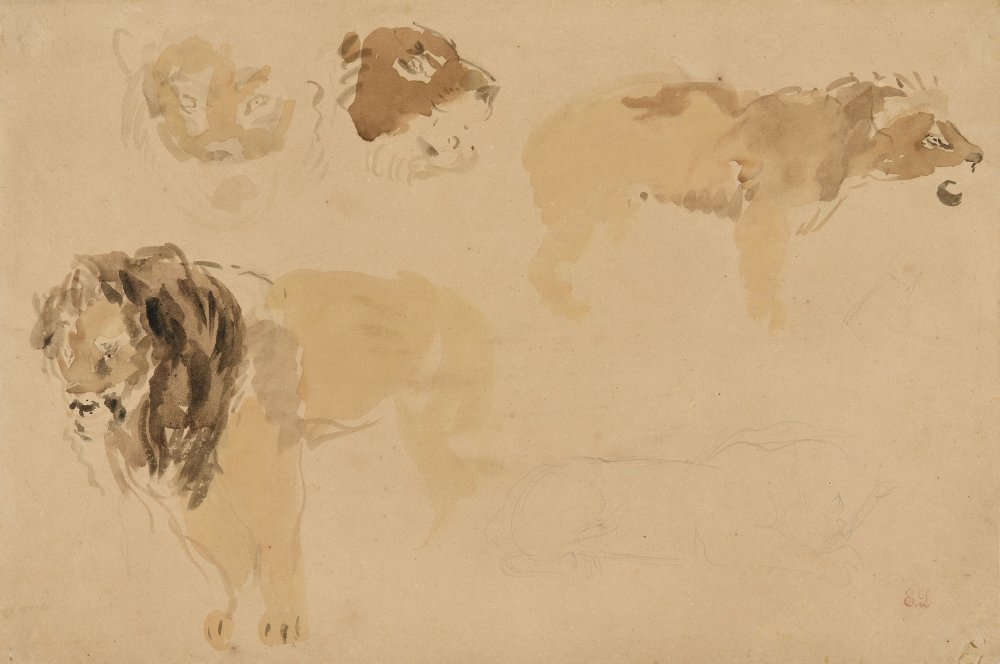 Study of Lions