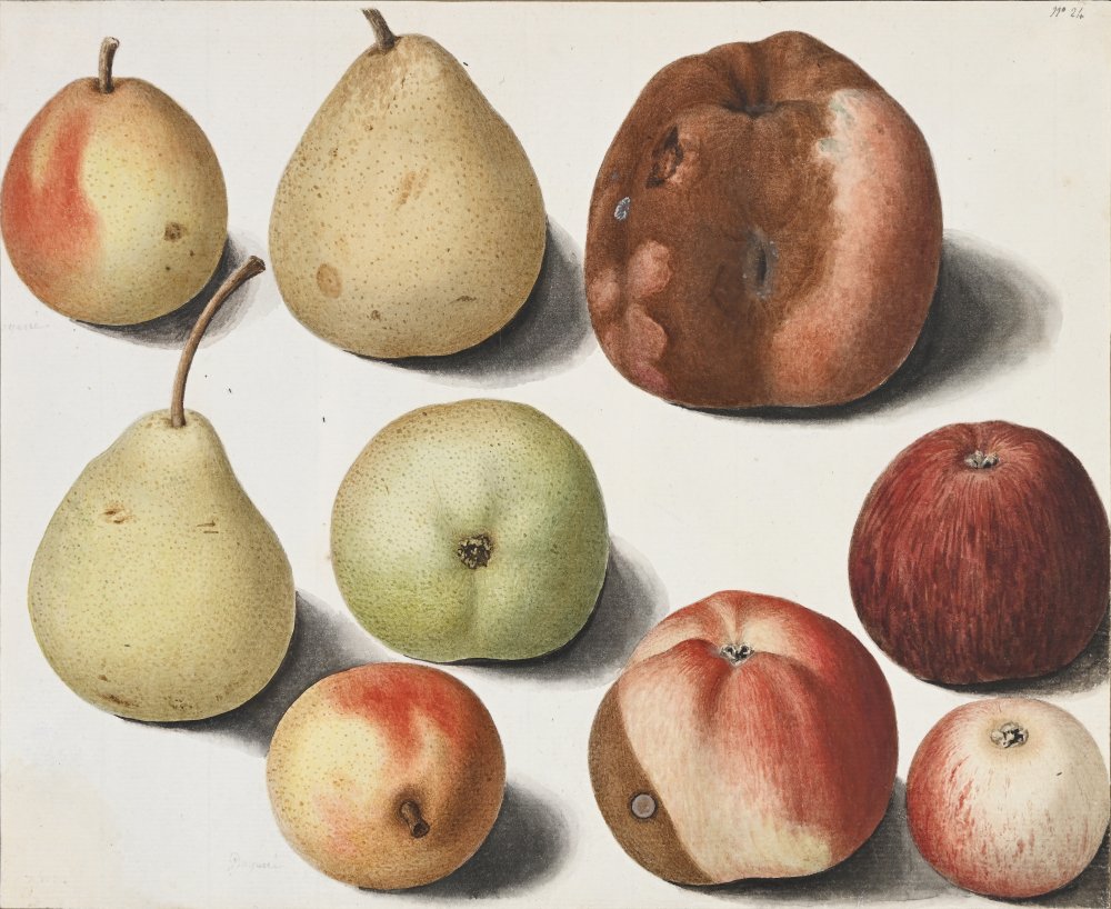9 études de pommes et poires de différentes variétés