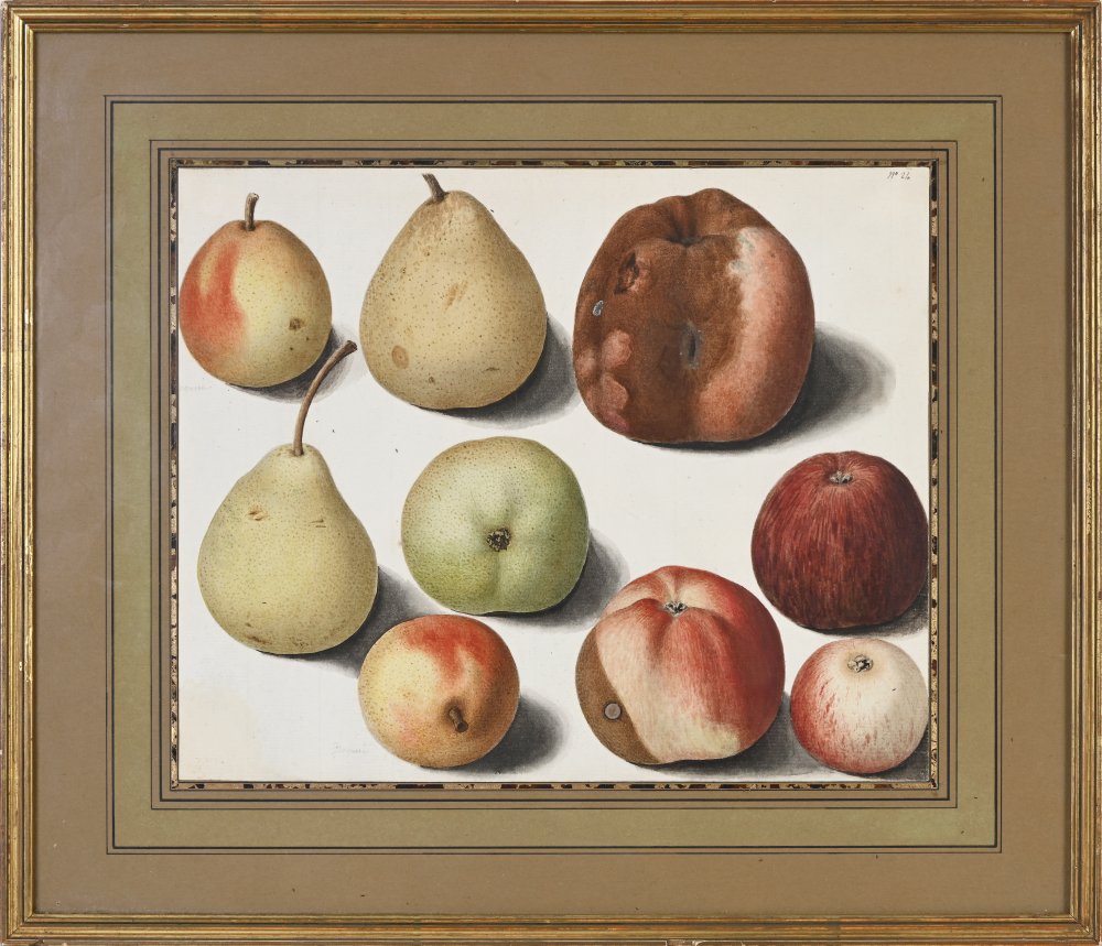 9 études de pommes et poires de différentes variétés