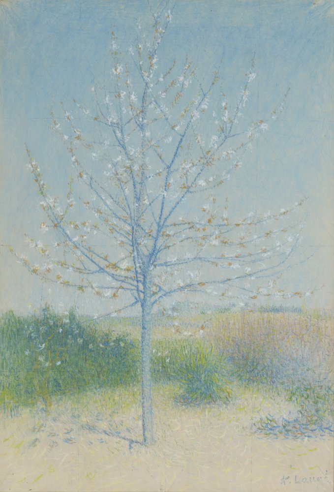 Cailhau, amandier en fleurs