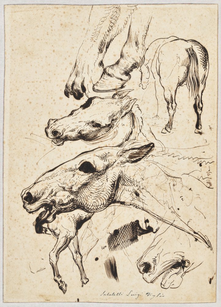 Études anatomiques de chevaux